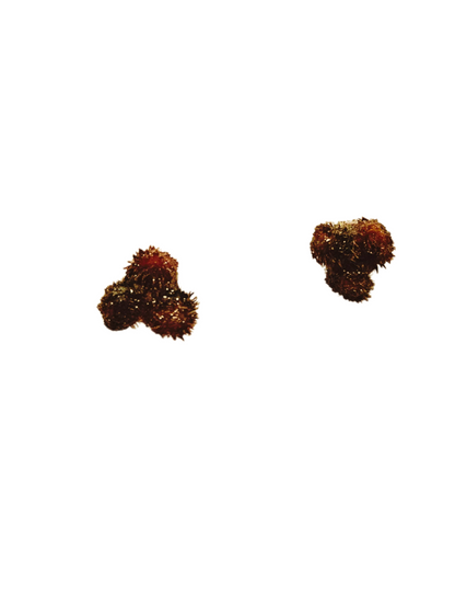 Fleurs de vinaigrier